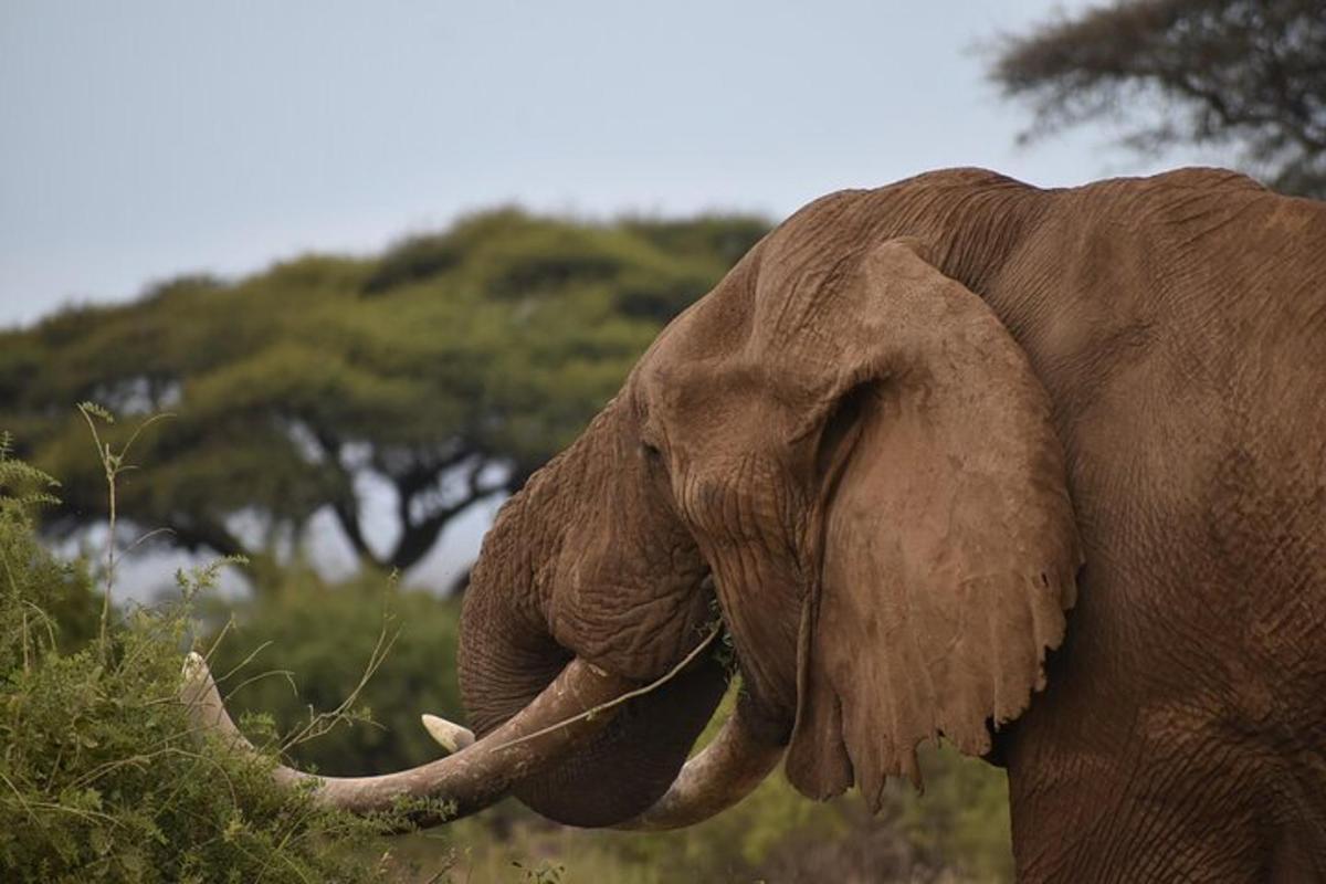 un elefante con le zanne in piedi in un campo