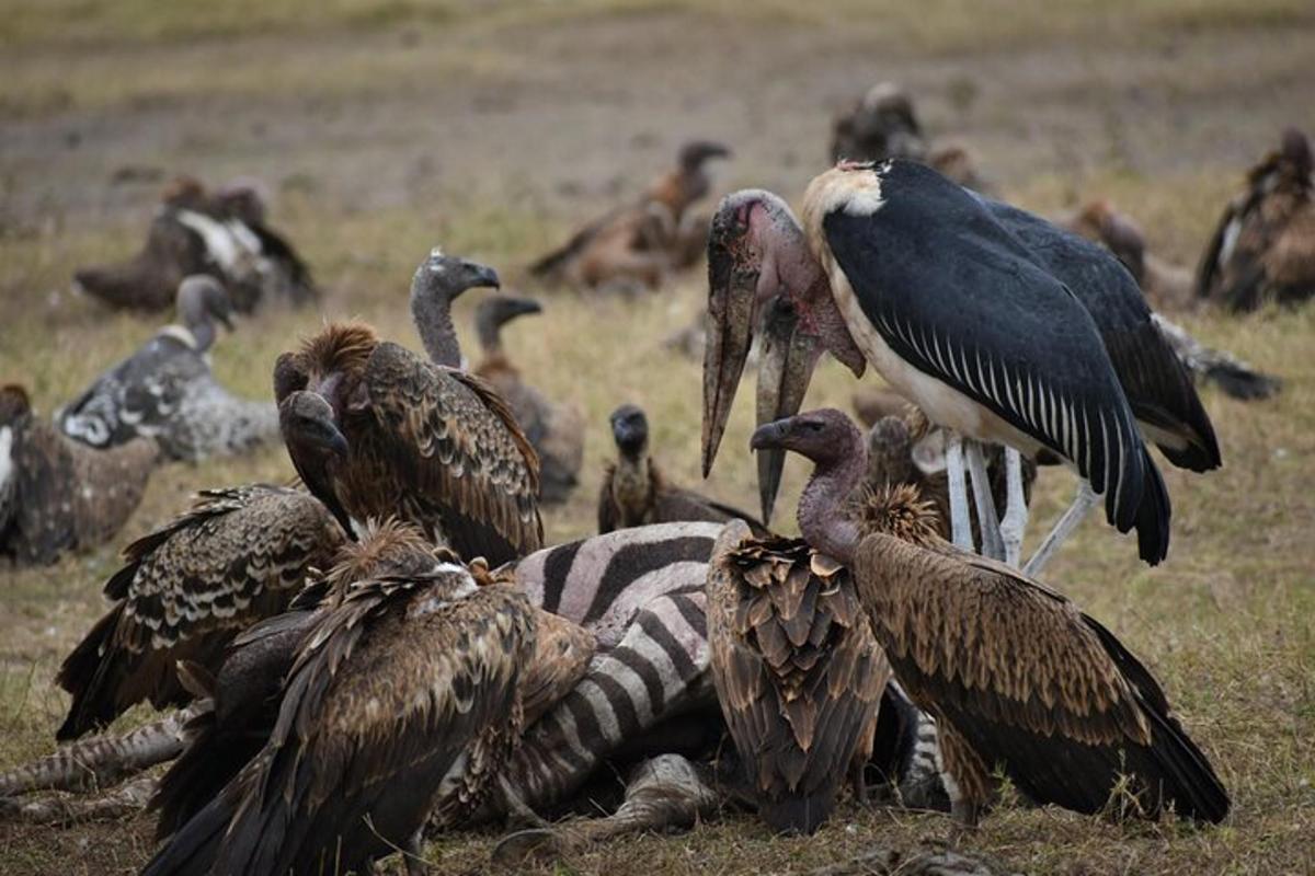 un gruppo di uccelli in piedi attorno a una zebra