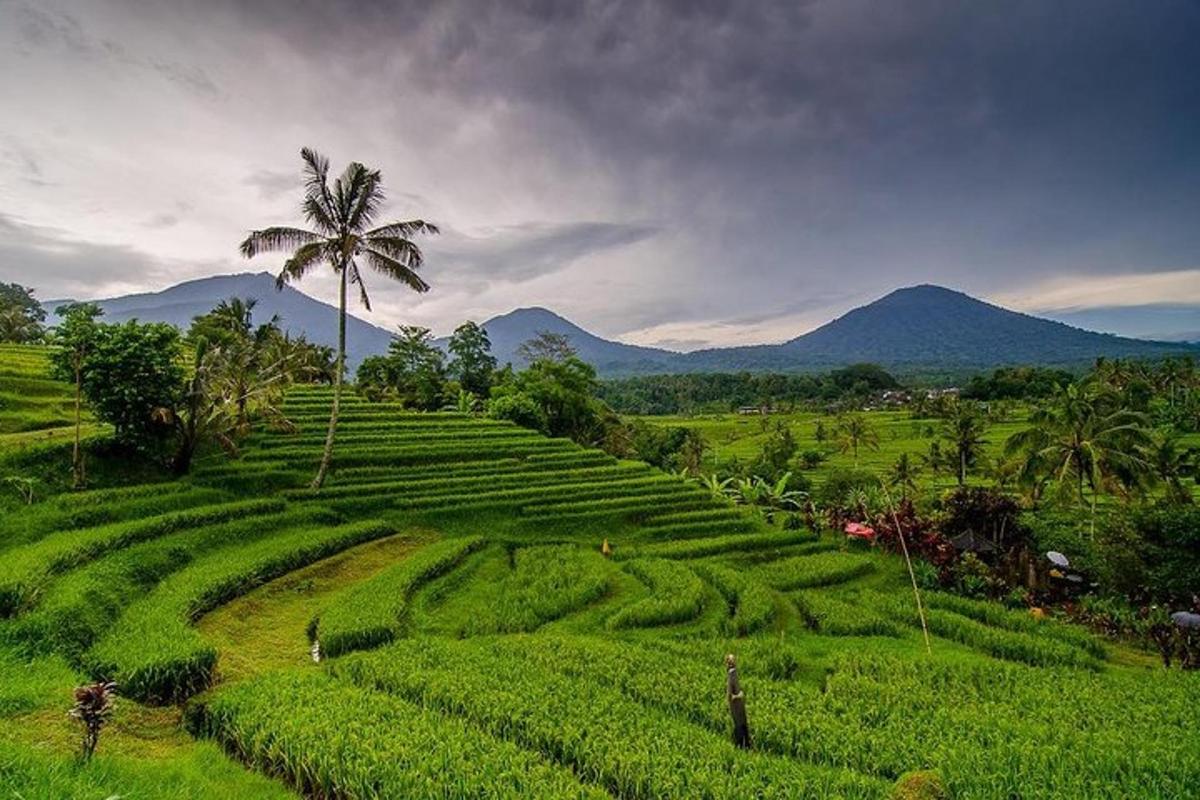pokok palma di padang hijau dengan latar belakang gunung