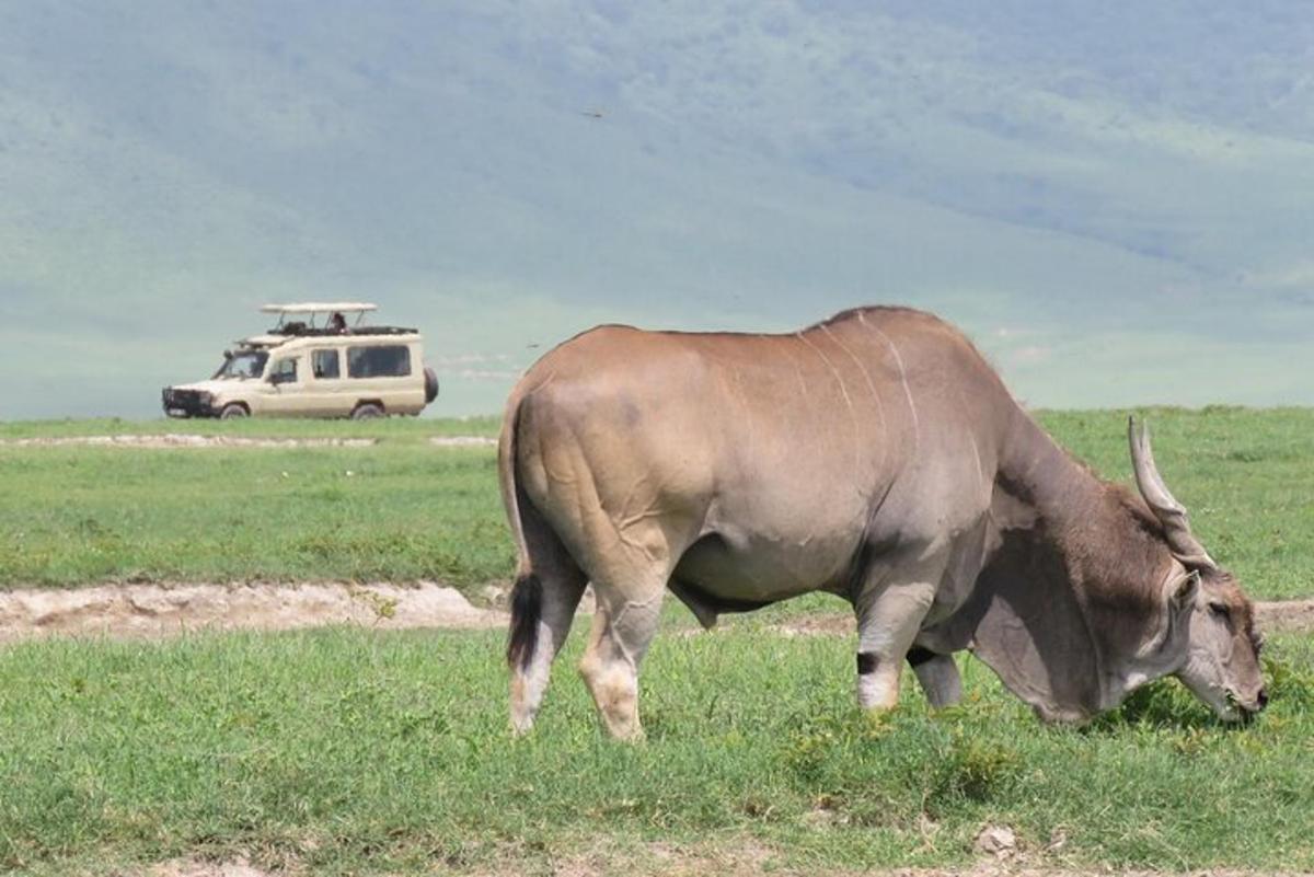 een koe die graast in een veld met een voertuig op de achtergrond