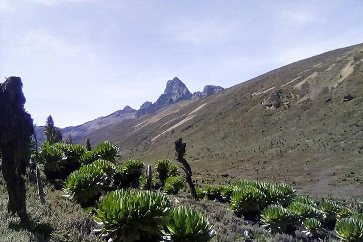 Una vista de una montaña con cactus en una colina.