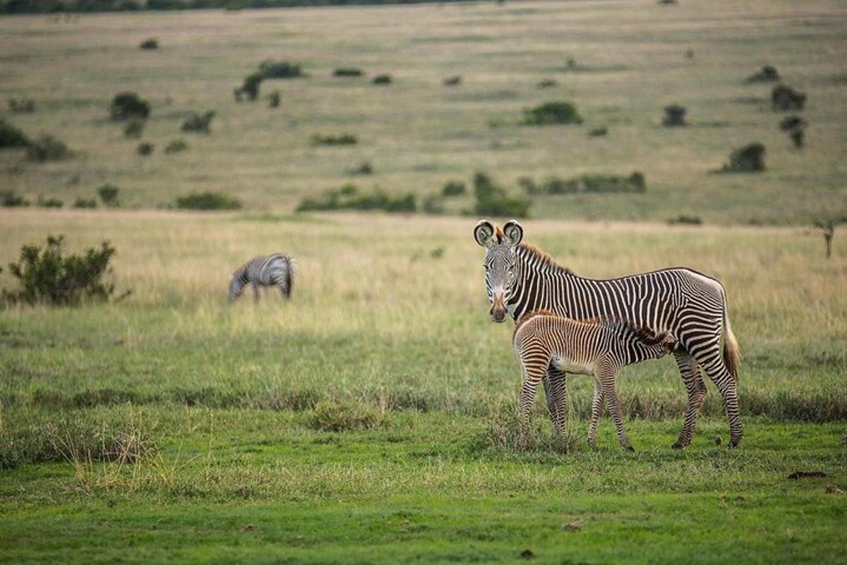 zebra a mládě zebry stojící na poli