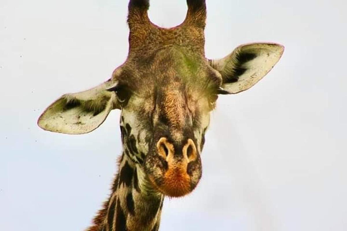 um close de uma girafa olhando para a câmera