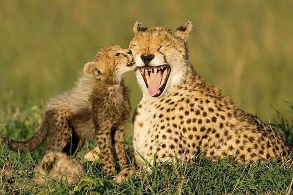 seekor cheetah dan anaknya duduk di rumput