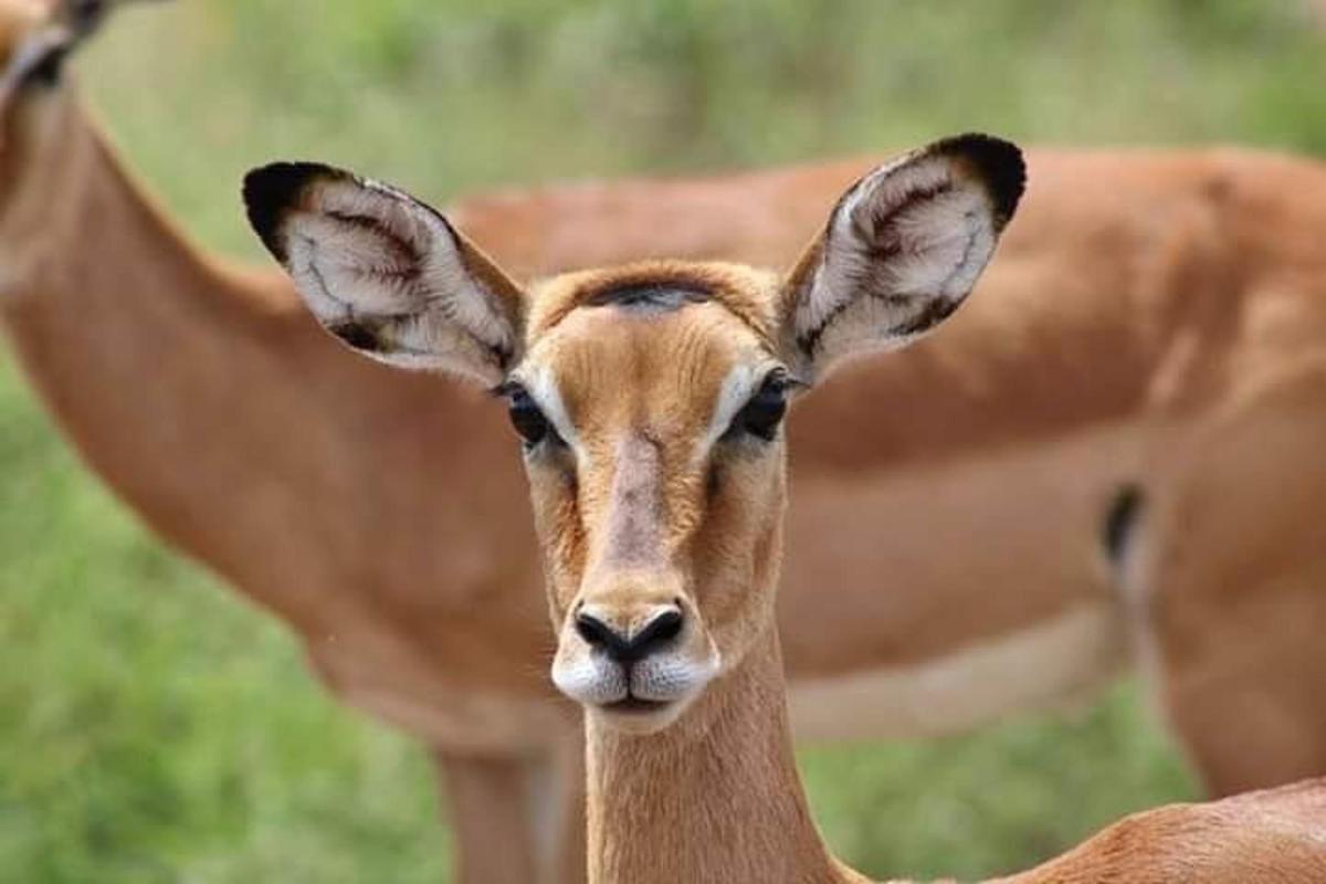 um close de uma girafa olhando para a câmera