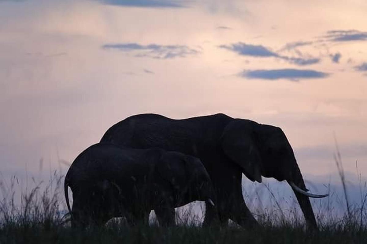 um elefante caminhando na grama em um campo