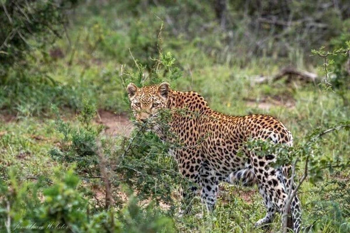 leopard stojící v travnatém poli