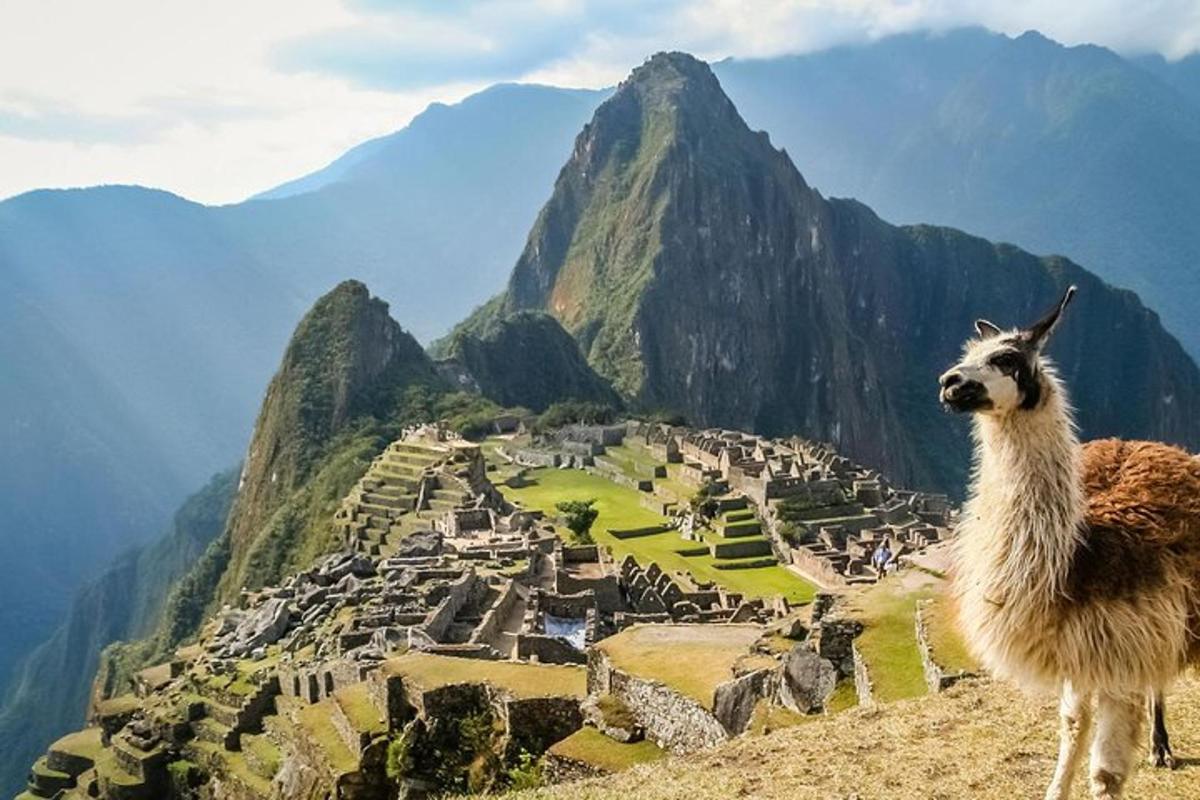 una llama dempeus al cim d'una muntanya