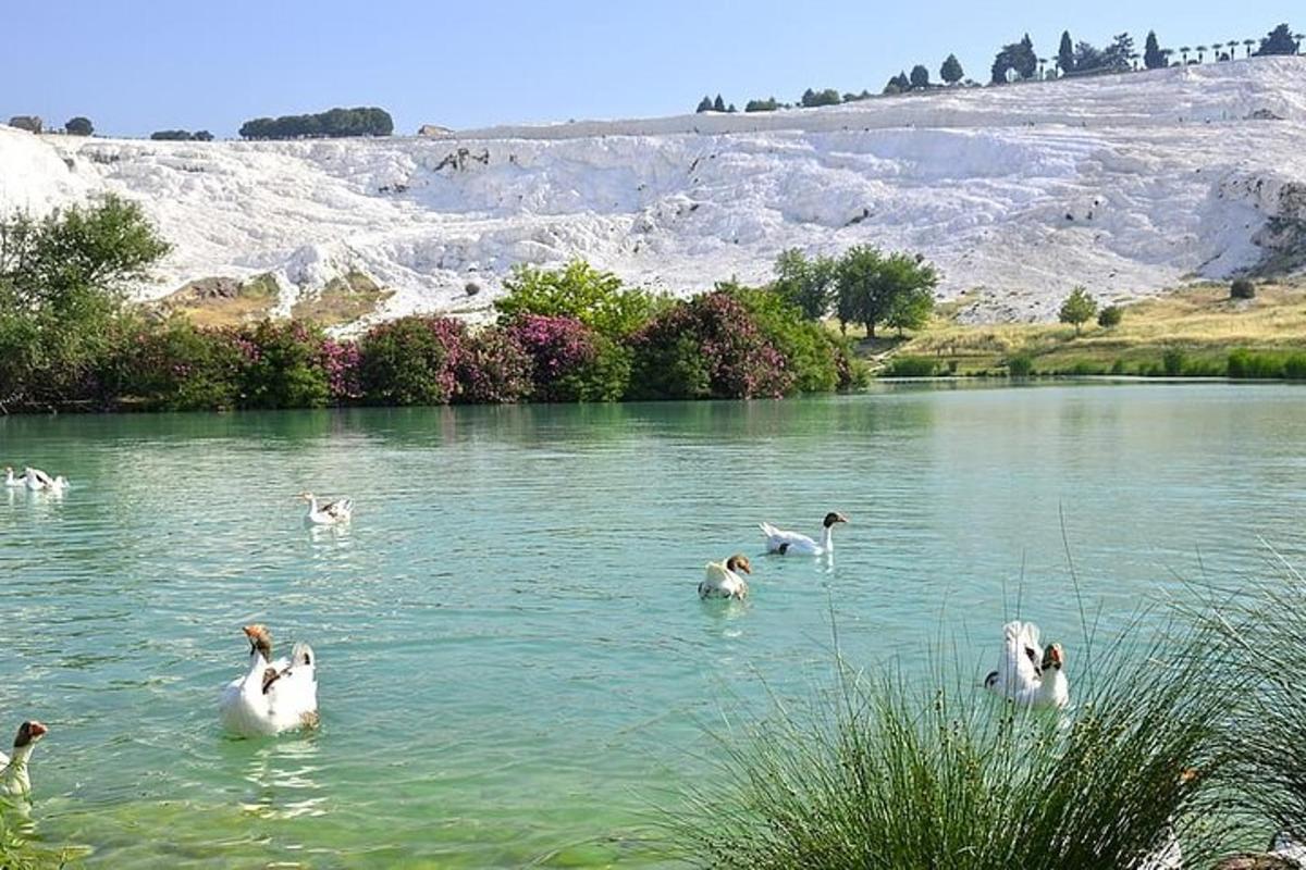 un gruppo di uccelli che nuotano in un lago