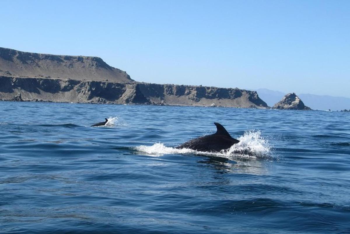 Lankytinos vietos ar pramogos nuotrauka numeris 3