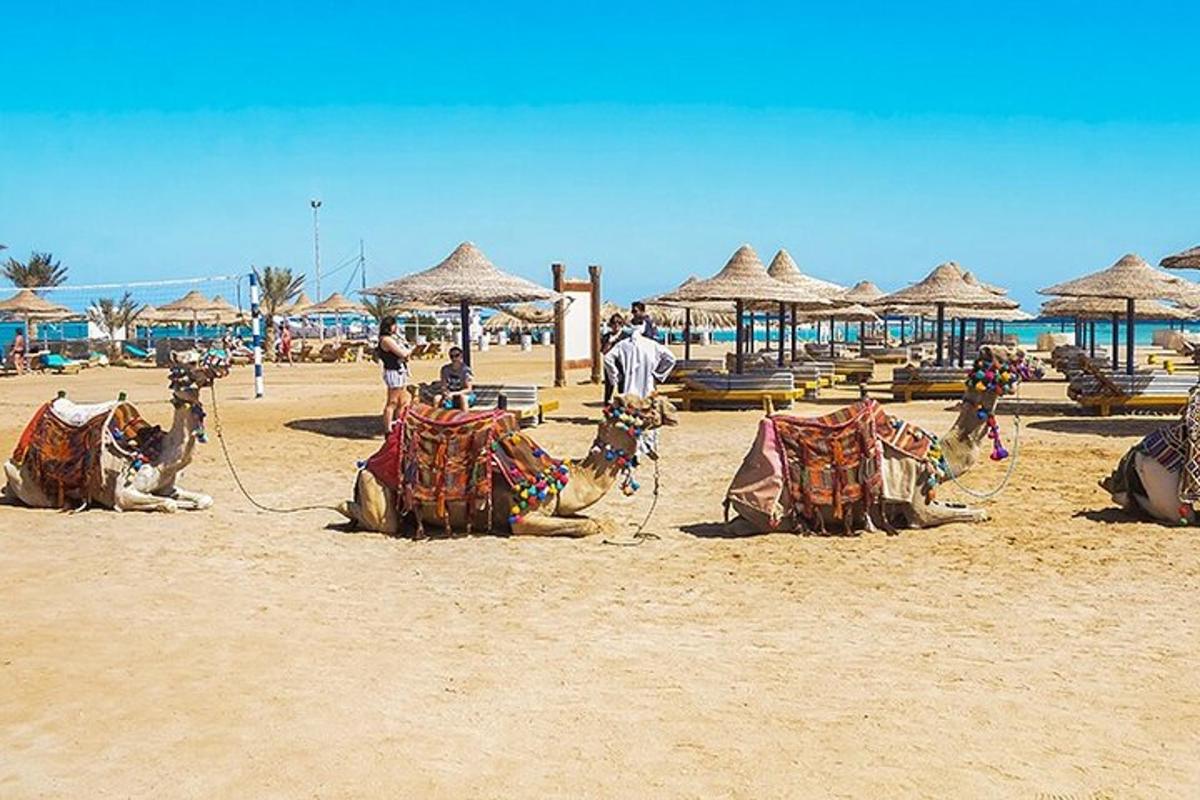 şemsiyeli bir plajda bir grup deve