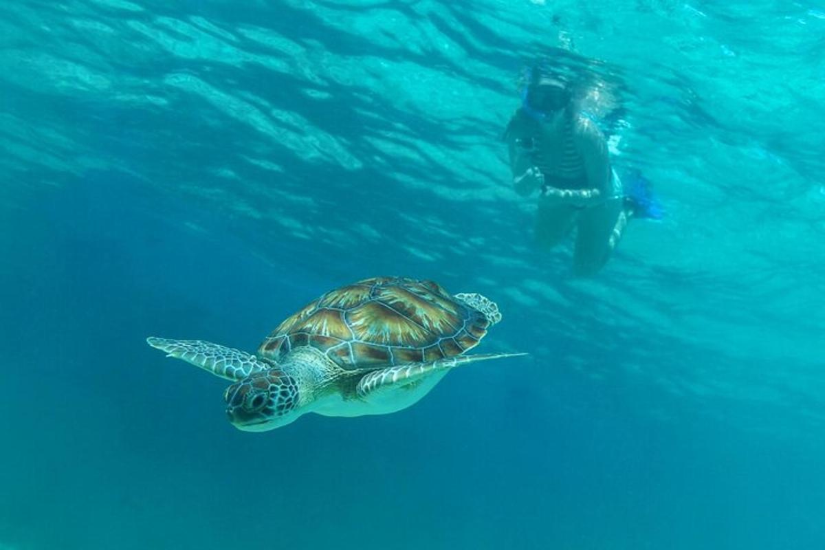 una tortuga marina nedant al costat d'una persona a l'aigua