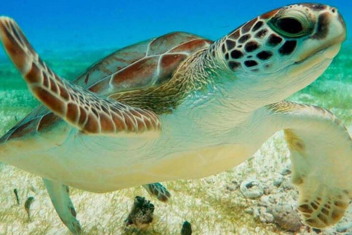 okyanusta yüzen yeşil bir deniz kaplumbağası