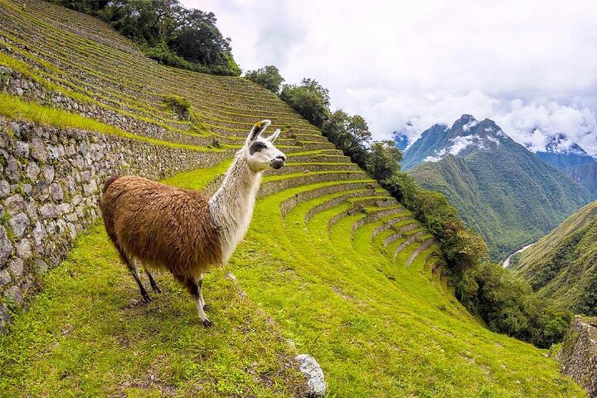 llama berdiri di tepi bukit