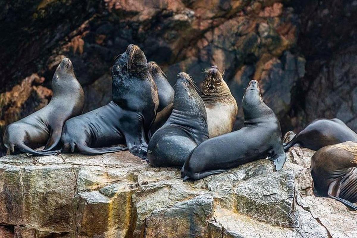 un gruppo di foche sdraiate su una roccia