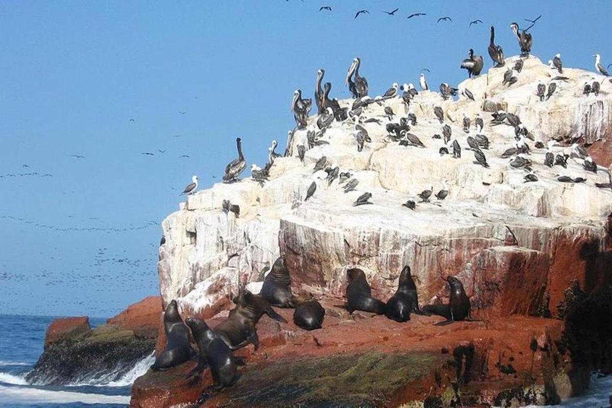 un gruppo di pinguini seduti su una roccia nell'oceano