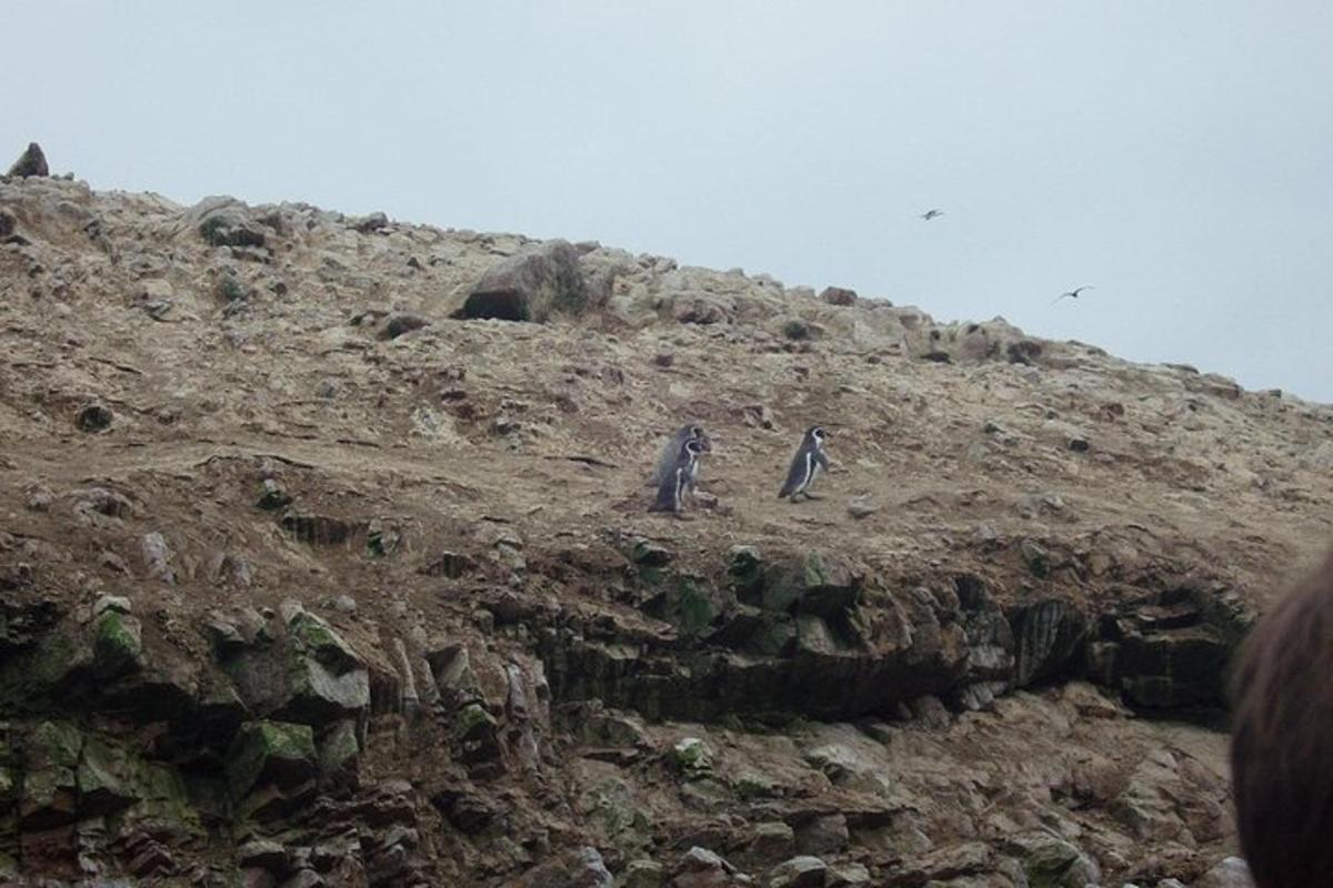 twee pinguïns staan op de top van een rotsachtige heuvel