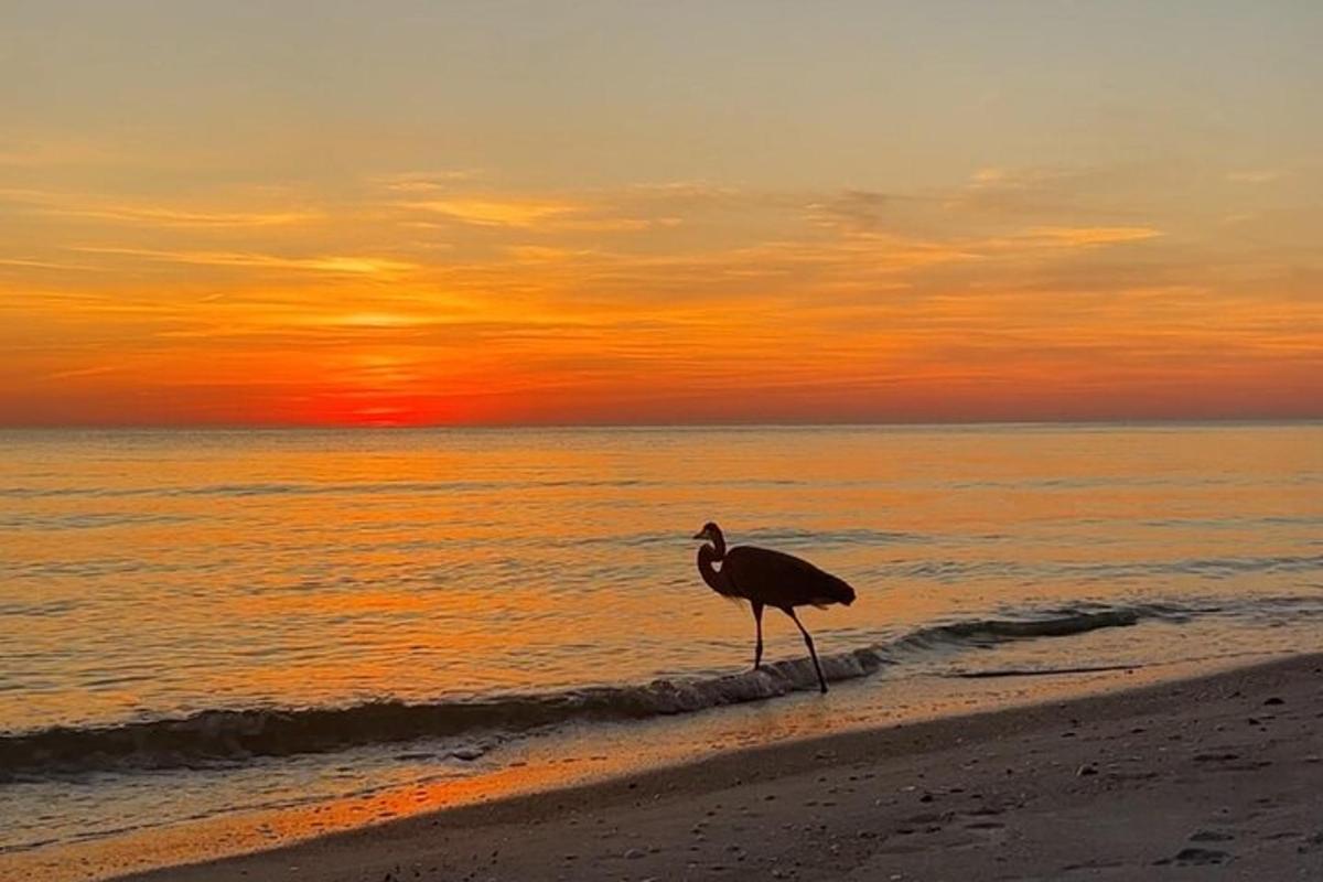 een vogel die bij zonsondergang over het strand loopt