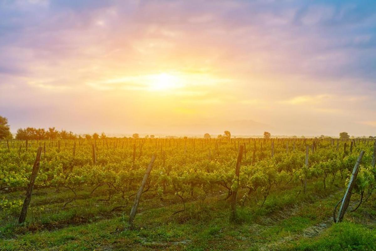 Un viñedo con la puesta de sol al fondo