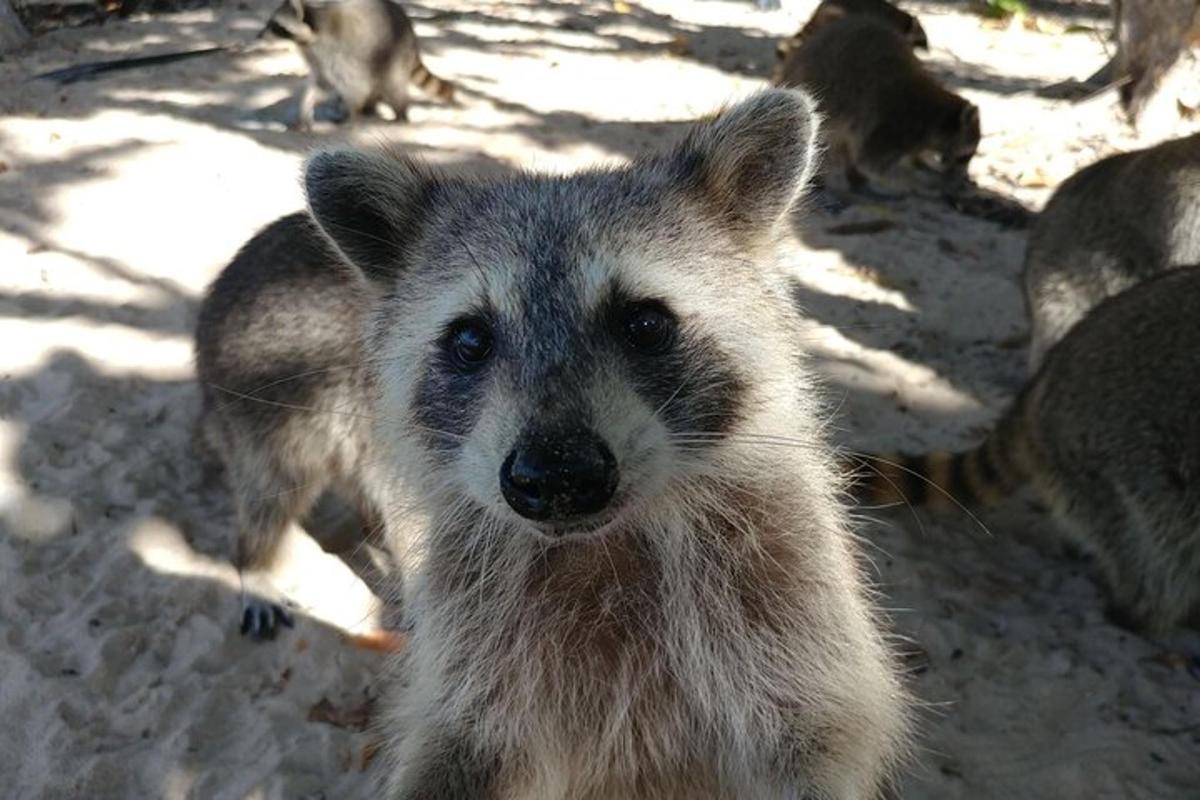 Un grupo de animales de pie en la arena