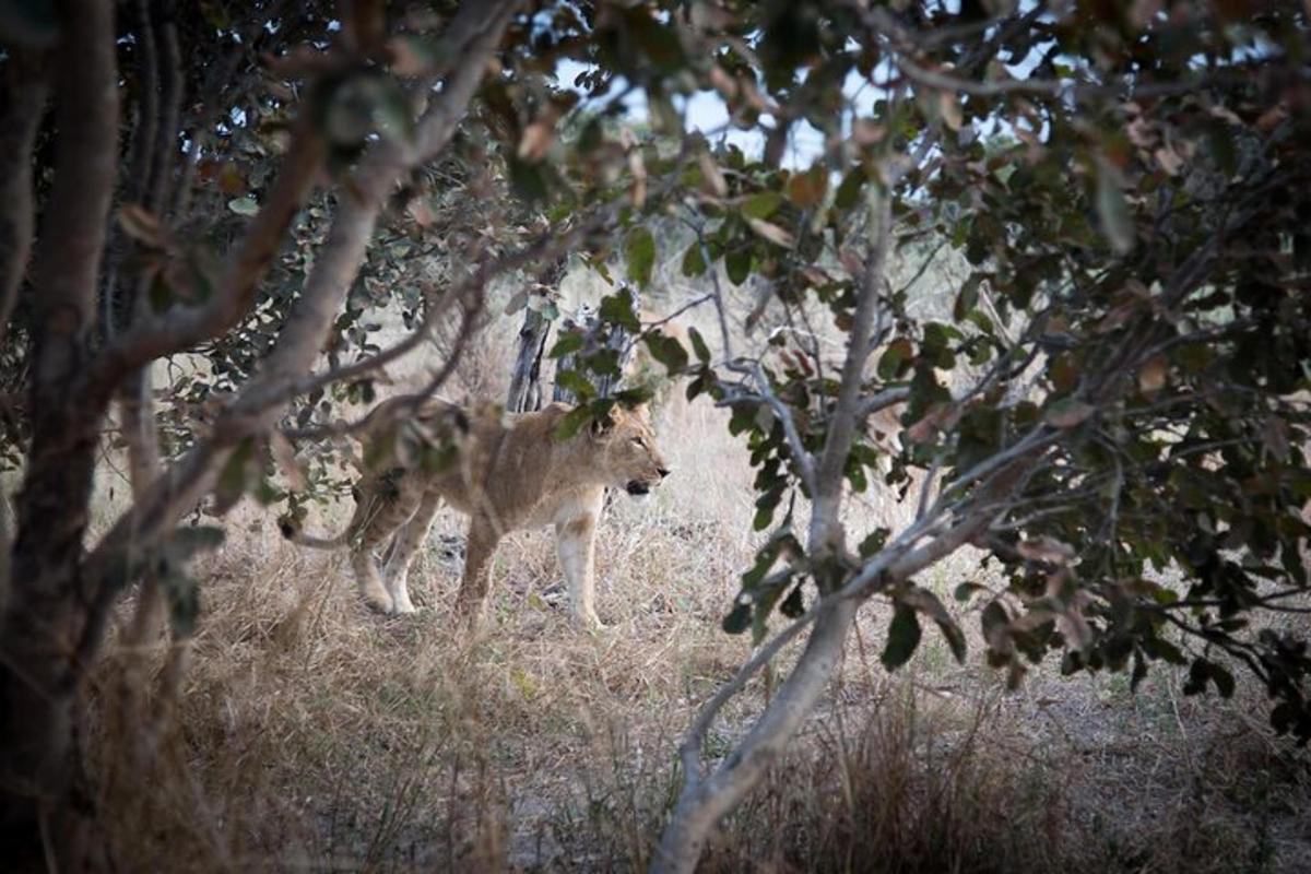 Lankytinos vietos ar pramogos nuotrauka numeris 5