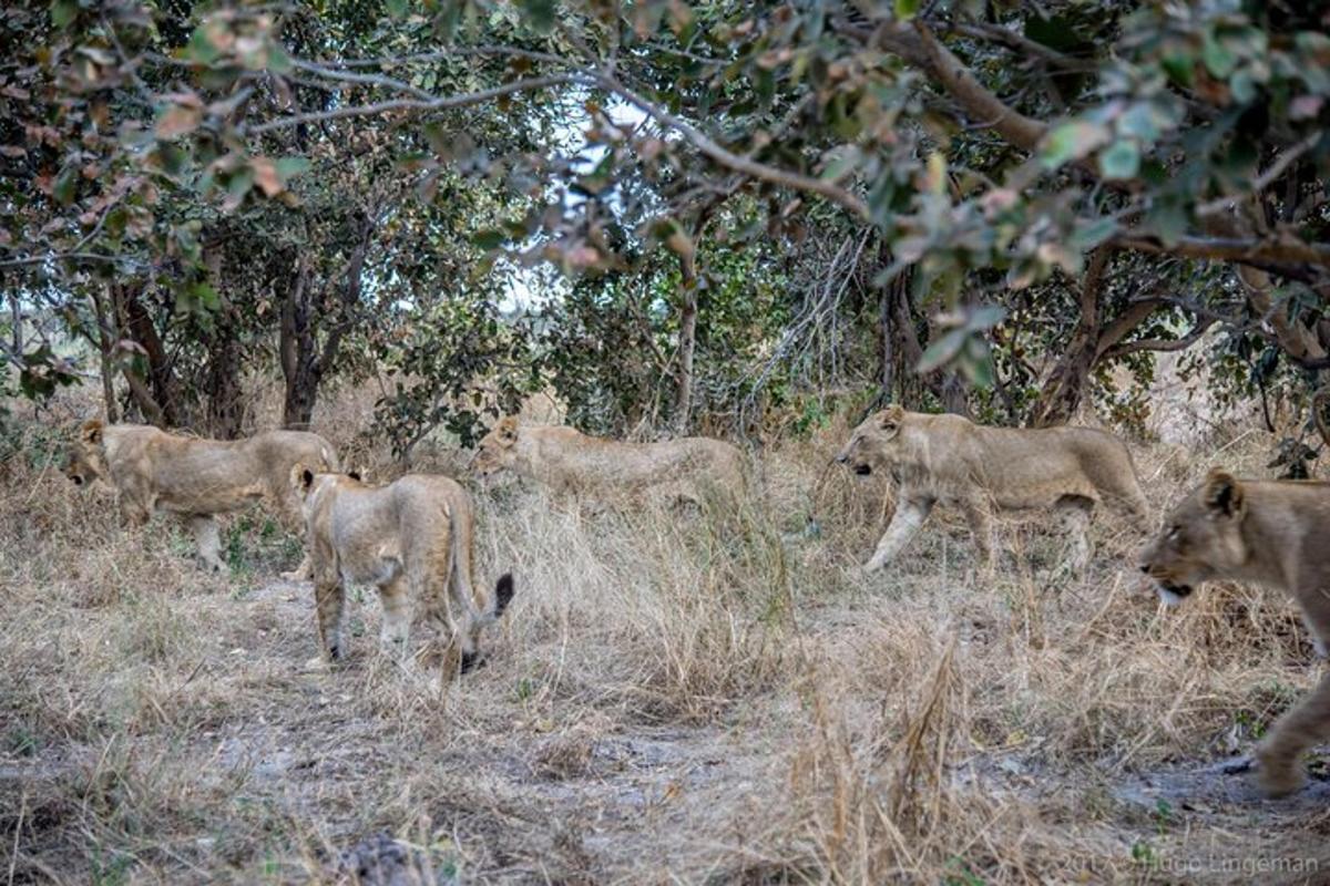 Lankytinos vietos ar pramogos nuotrauka numeris 7