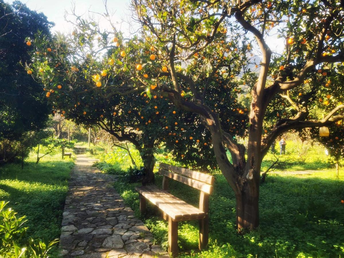 a wooden bench sitting under an orange tree