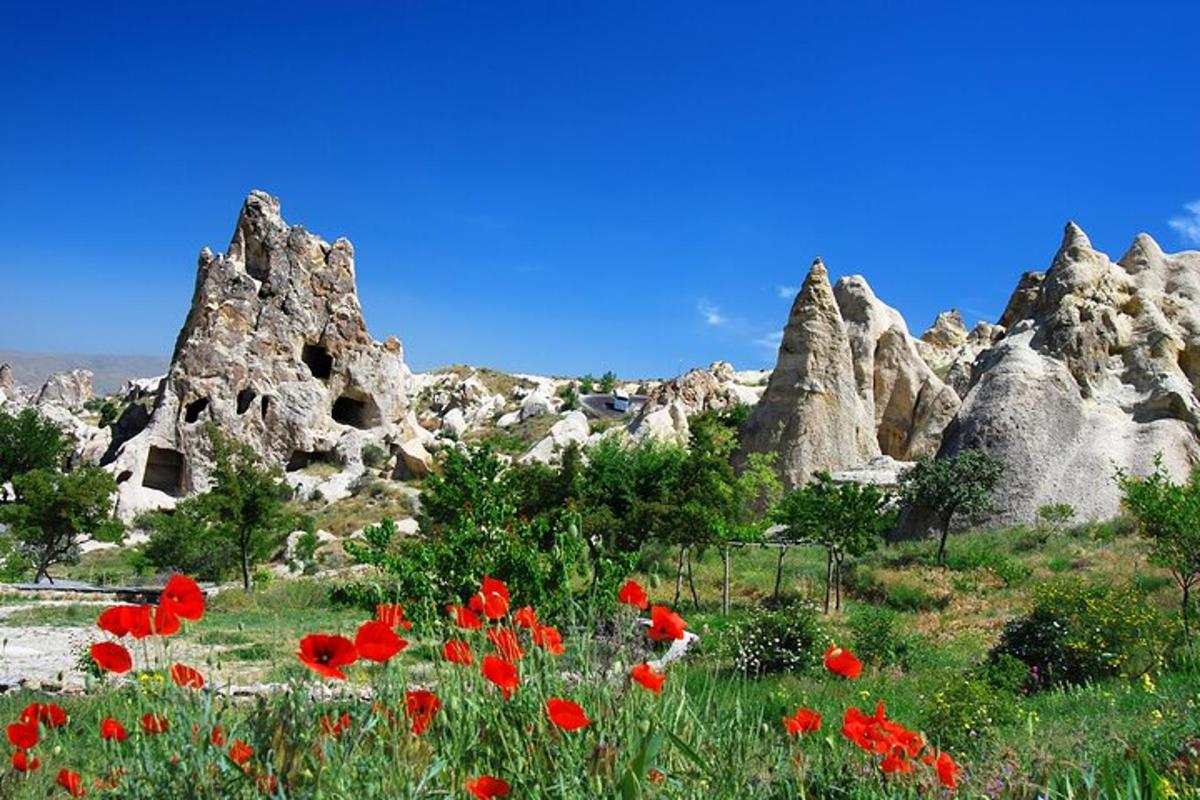 un campo de flores rojas en un campo de rocas