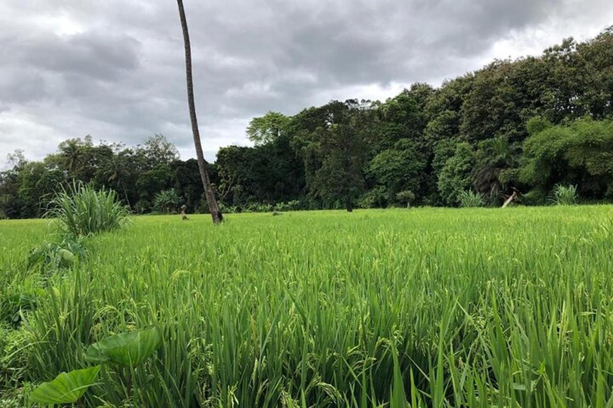 um campo de grama verde com árvores ao fundo