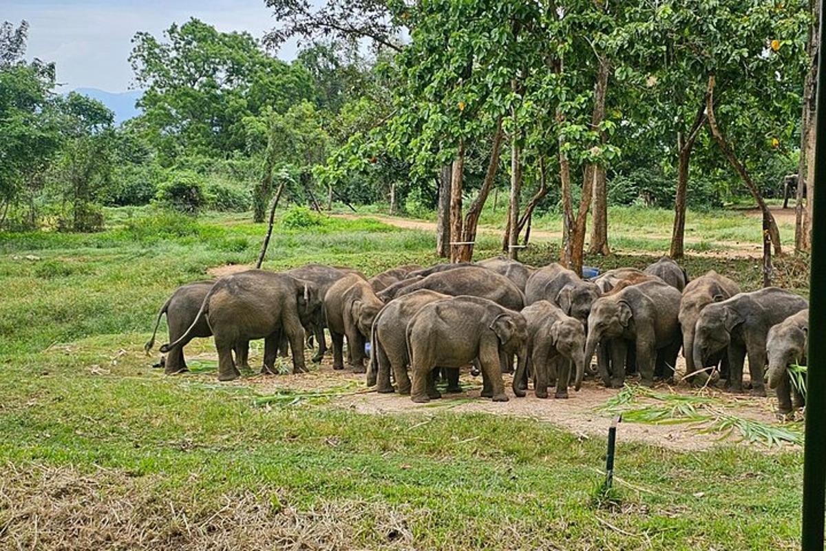 sekumpulan gajah berdiri di padang