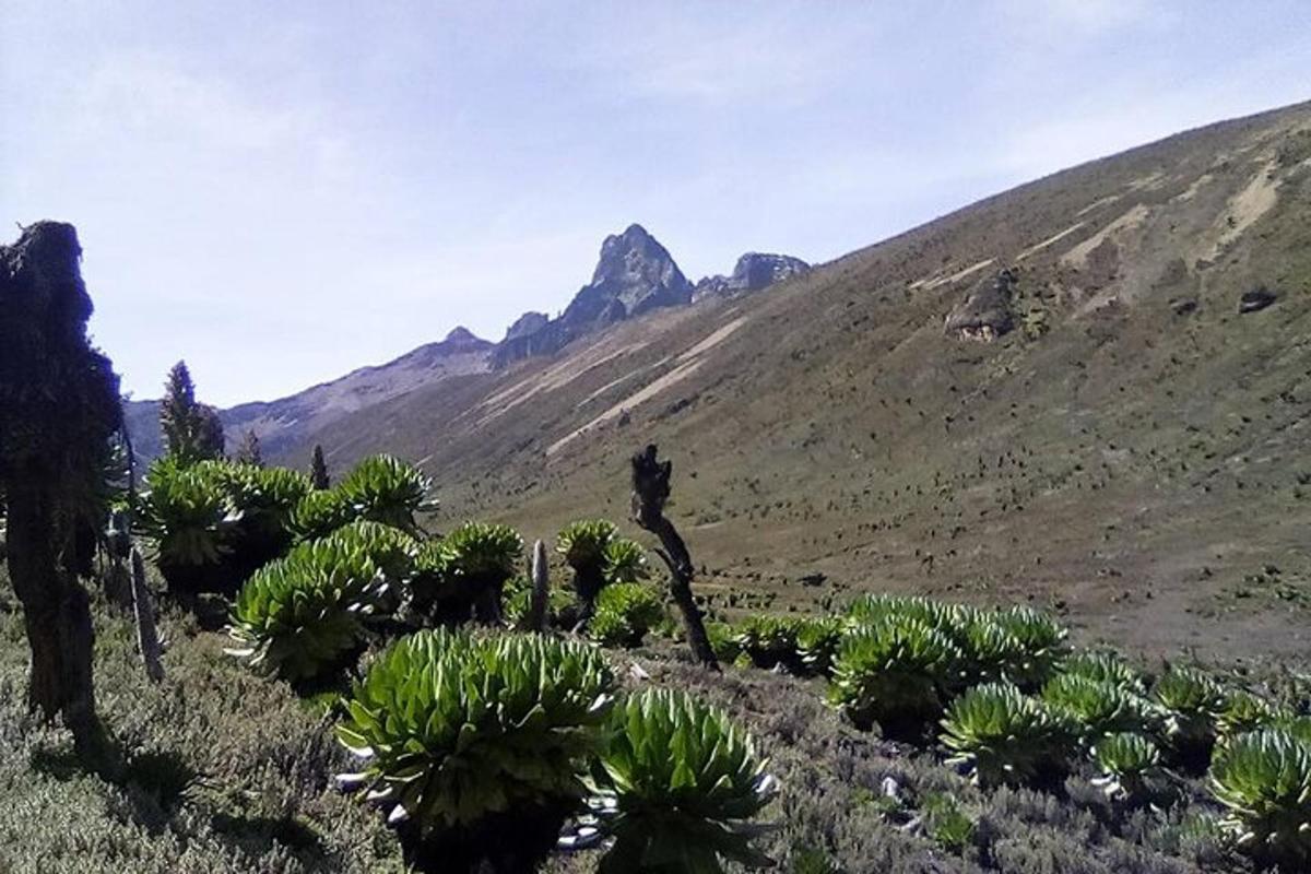 pemandangan gunung dengan kaktus di padang