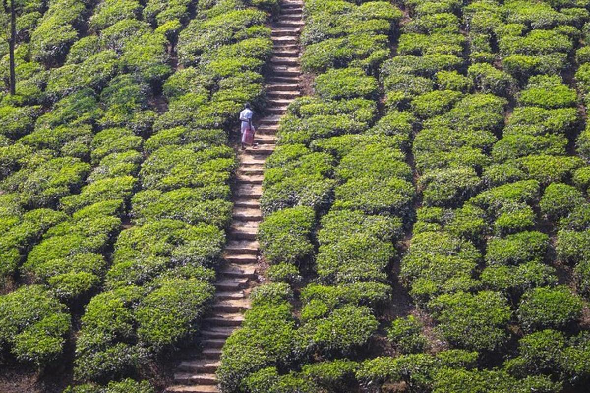 Fotografia da atração 6