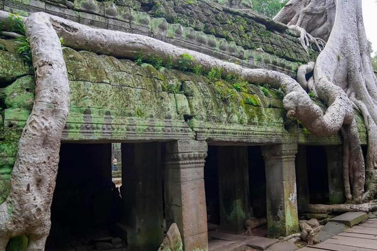 pokok yang tumbuh di sisi bangunan dengan akar pokok