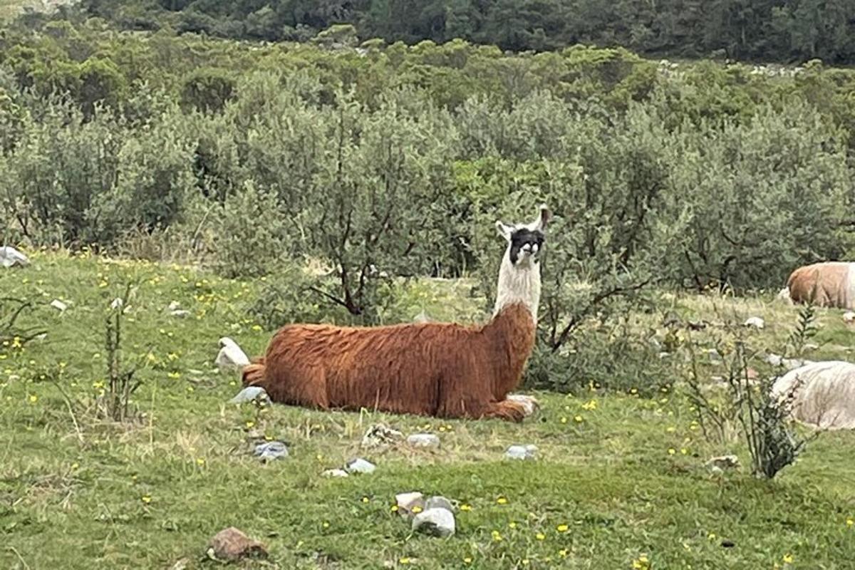ruda ir balta lama, gulinti lauke