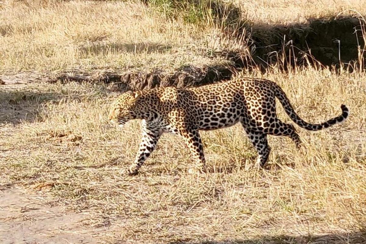 un leopard mergând prin iarbă pe un câmp