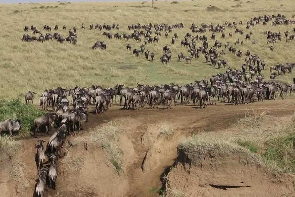 una grande mandria di animali che attraversa una strada sterrata