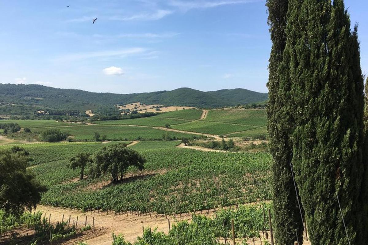 un gran arbre en un camp de cultius verds