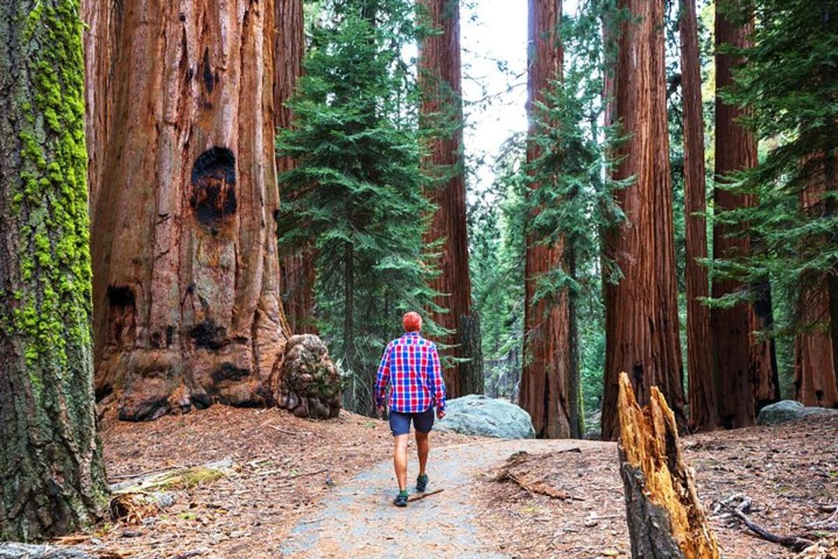 a man walking down a path in a forest