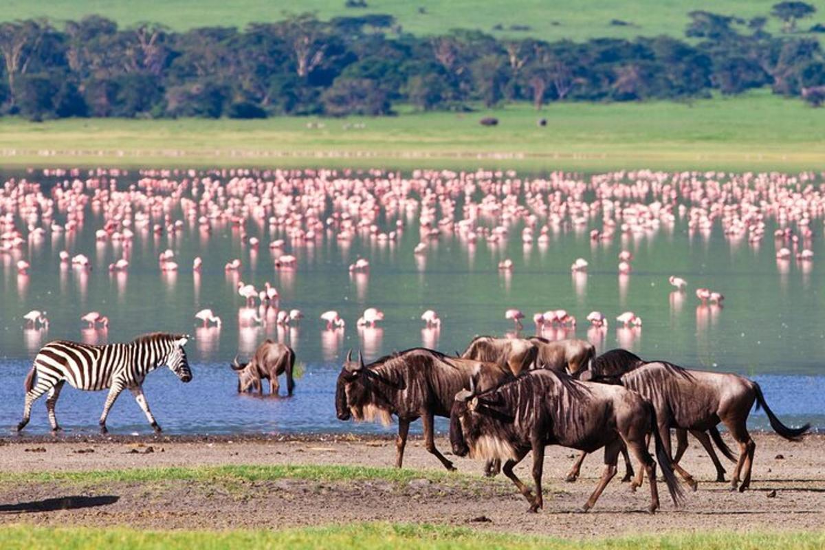 Hjörð dýra og flamingóa gengur fyrir framan vatn