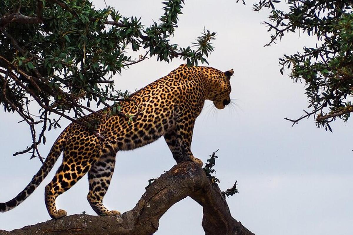 en leopard som står på toppen av en tregren