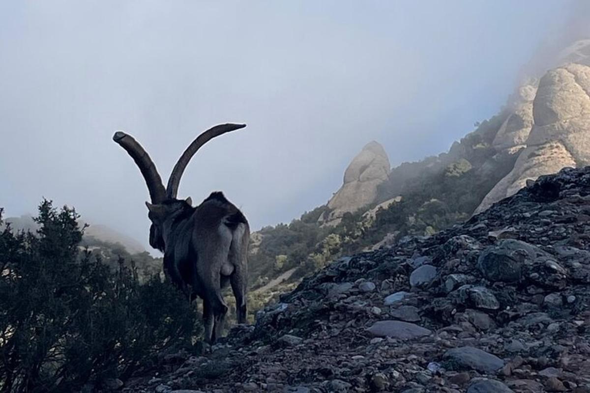 una capra con lunghe corna che sale su una montagna