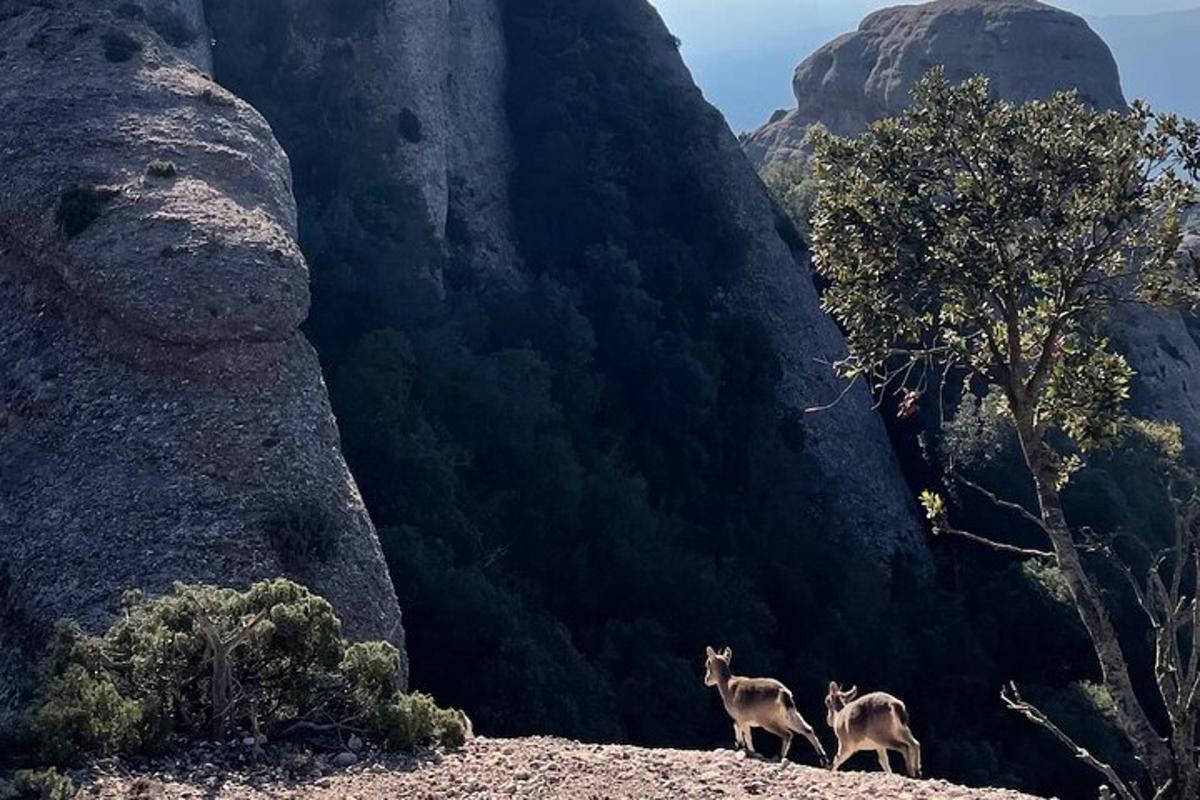 due capre in piedi sulla cima di una montagna rocciosa