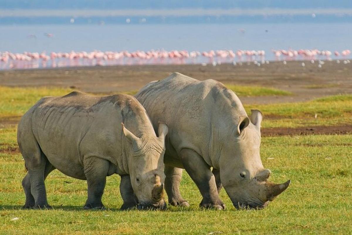dalawang rhino na magkatabi sa isang bukid