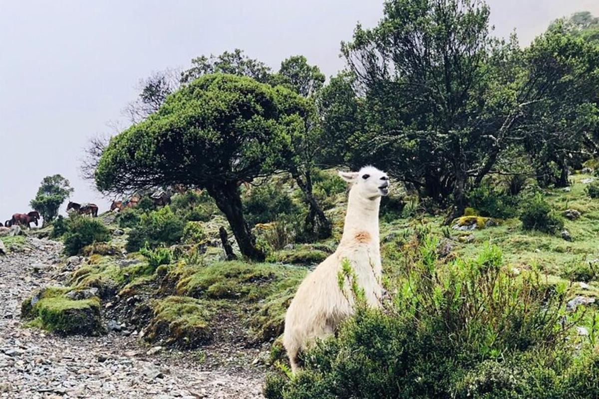 uma ovelha em pé em uma colina com árvores ao fundo