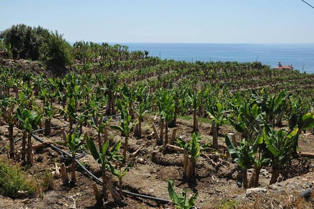 ladang pokok pisang dengan latar belakang lautan