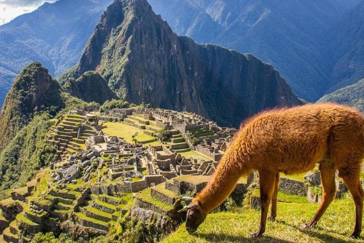 un cammello che mangia erba davanti a una montagna