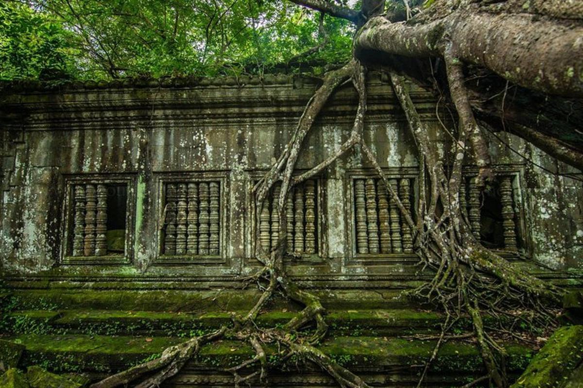 un vecchio edificio su cui crescono radici di alberi