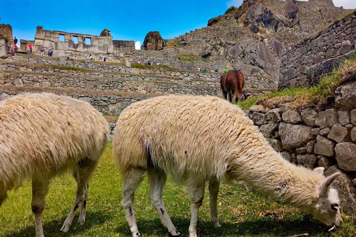 hópur af sauðfé á beit í túni með hesti