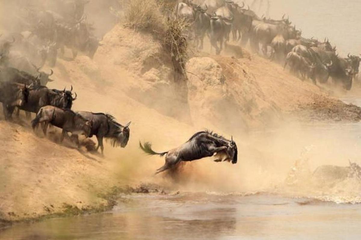 uma manada de gnus pulando na água