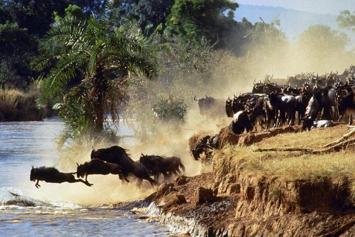 uma manada de animais selvagens atravessando um rio